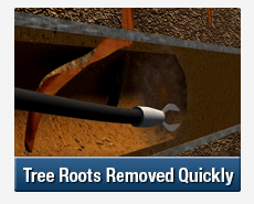Tree Root Intrusions Collaroy